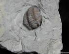 Flexicalymene Trilobite Fossil From Indiana #1001-3